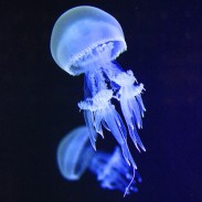 Ice Jellyfish