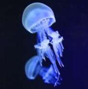 Ice Jellyfish