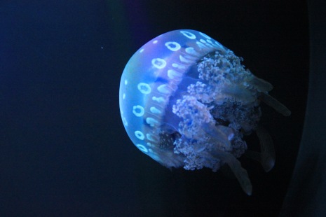 Lagoon Jellyfish