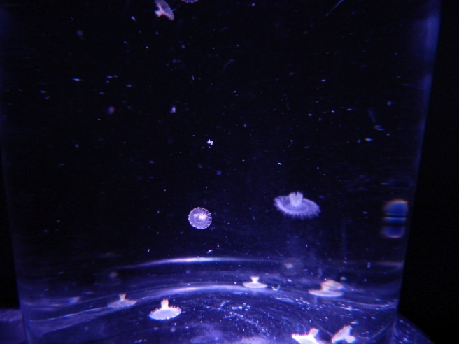 Baby Upside Down Jellyfish in my Reef tank 